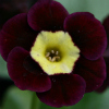 Primula Auricula Pippin - Abriachan Nurseries